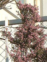 �G���J�E�J�i���N���[�^(Erica canaliculata)