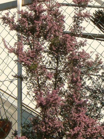 �G���J�E�J�i���N���[�^(Erica canaliculata)