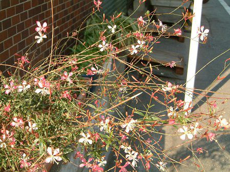 �K�E��(Gaura)