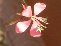 �K�E��(Gaura)