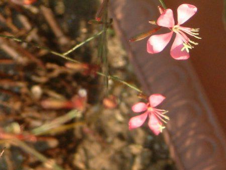 �K�E��(Gaura)