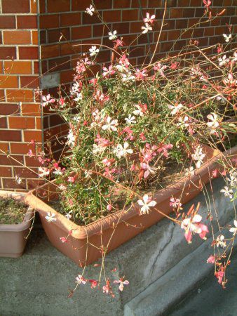 �K�E��(Gaura)