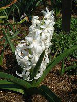 �q���V���X(Hyacinth)