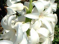 �q���V���X(Hyacinth)