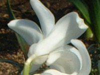 �q���V���X(Hyacinth)