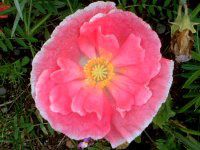 �A�C�X�����h�|�s�[(Iceland Poppy