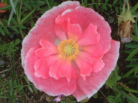 �A�C�X�A�C�X�����h�|�s�[(Iceland Poppy�q�i�Q�V