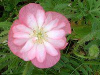 �A�C�X�����h�|�s�[(Iceland Poppy