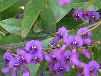 �n�[�f���x���M�A(Hardenbergia)