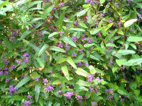 �n�[�f���x���M�A(Hardenbergia)