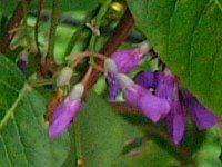 �n�[�f���x���M�A(Hardenbergia)