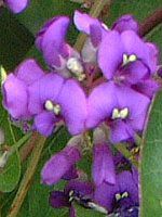 �n�[�f���x���M�A(Hardenbergia)