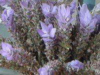 ���x���_�[(Lavender)
