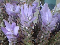 ���x���_�[(Lavander) 