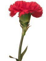 �J�[�l�[�V����(Carnation)��