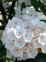 �J���~�A(Kalmia)