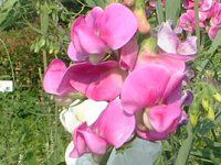 �X�C�g�s�[(Sweet pea)