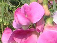 �X�C�g�s�[(Sweet pea)