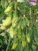 �X�C�[�g�s�[(Sweet pea)