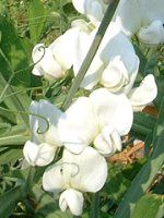 �X�C�[�g�s�[(Sweet pea)-white-spring