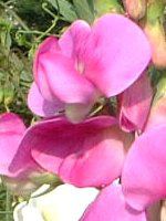 �X�C�g�s�[(Sweet pea)