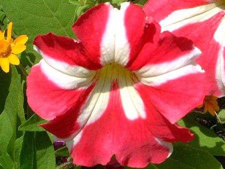 �y�`���j�A(Petunia)