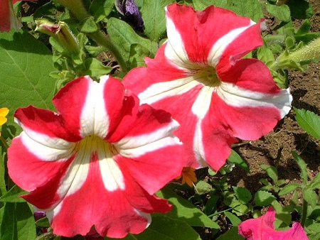 �y�`���j�A(Petunia)