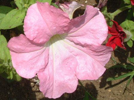�y�`���j�A(Petunia)
