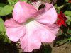 �y�`���j�A(Petunia)