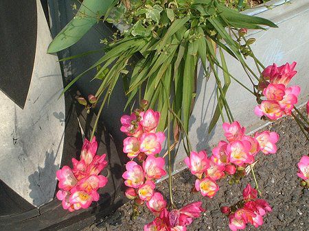 �t���[�W�A(Freesia)