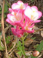�t���[�W�A(Freesia)