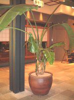 �X�g�����`�A�E�A���o(Strelitzia alba)