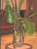 �X�g�����`�A�E�A���o(Strelitzia alba)
