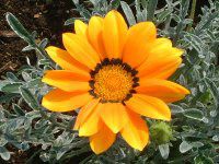 �K�U�j�A(Gazania)