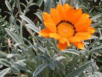 �K�U�j�A(Gazania)