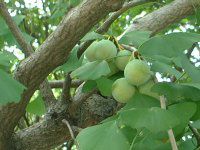 �M���i��(���)