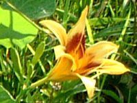 �w�����J���X(Hemerocallis)
