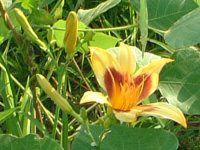 �w�����J���X(Hemerocallis)