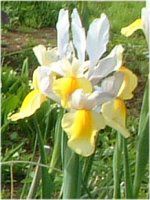 �A�C���X(Iris)