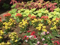 �J�����R�G(Kalanchoe)