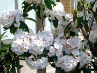 �J���~�A�E���e�B�t�H���A(Kalmia latifolia)