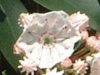 �J���~�A�E���e�B�t�H���A�iKalmia latifolia�j