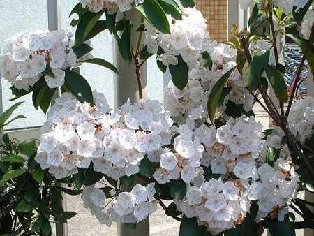 �J���~�A�E���e�B�t�H���A(Kalmia latifolia)