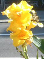 �A�Q�n�`���E�ƃJ���i