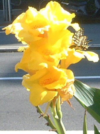 �J���i(Canna)-yellow