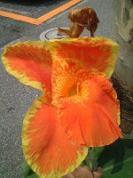 �J���i(Canna)