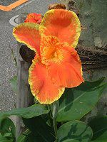 �J���i(Canna)