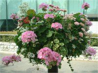 �t�����[�X�^���h