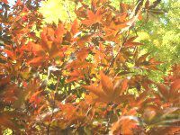 11���̉�#2(2001�N)
