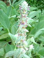 �����Y�C��(Lamb's ears)